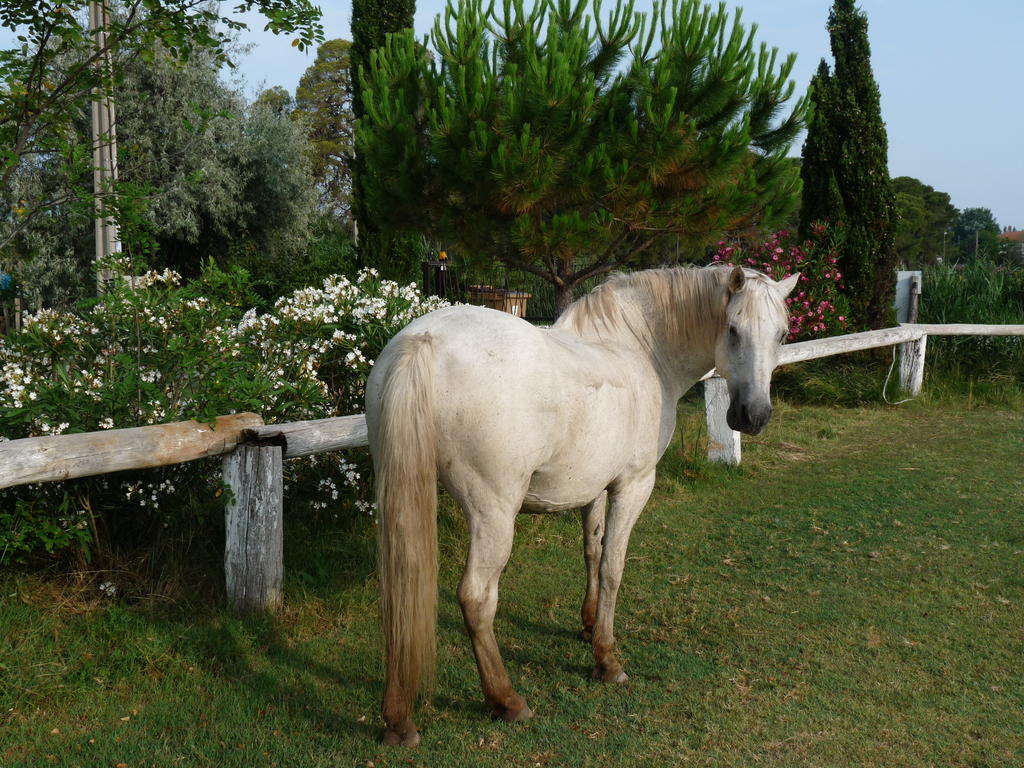 Bergerie D'Alivon En Camargue Bed & Breakfast Albaron Exterior photo